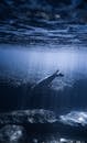 Aquatic Animal Swimming Under Water Near Rock