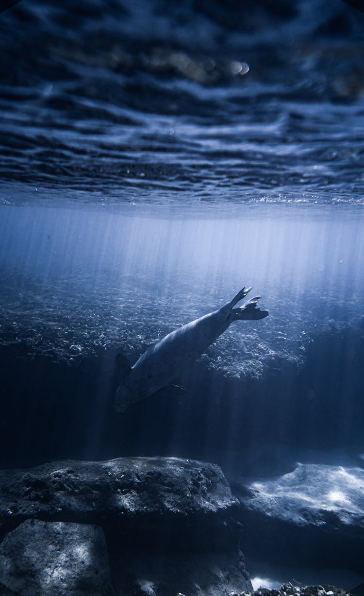 Aquatic Animal Swimming Under Water Near Rock 