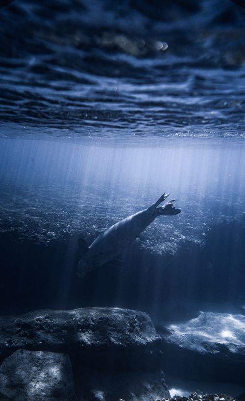 Free A Hawaiian Monk Seal elegantly gliding underwater with sun rays filtering through the ocean. Stock Photo