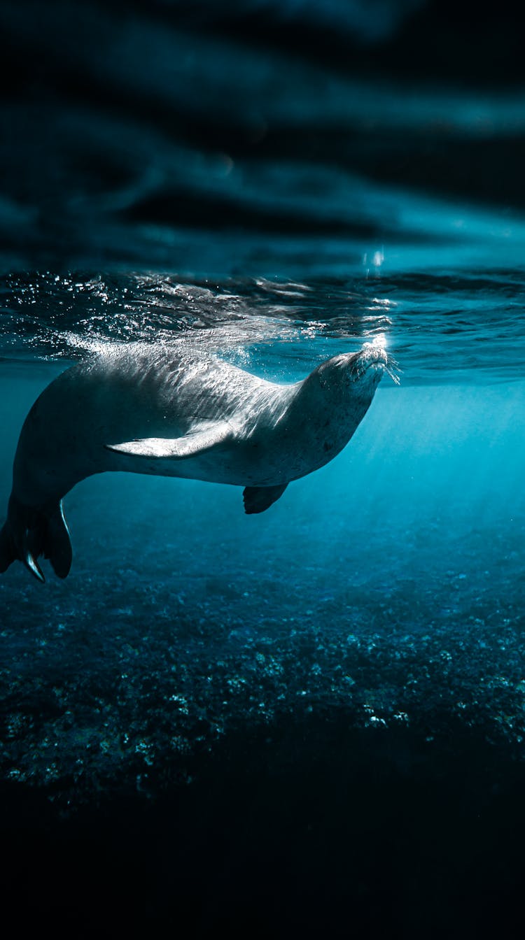 Black Seal In Water