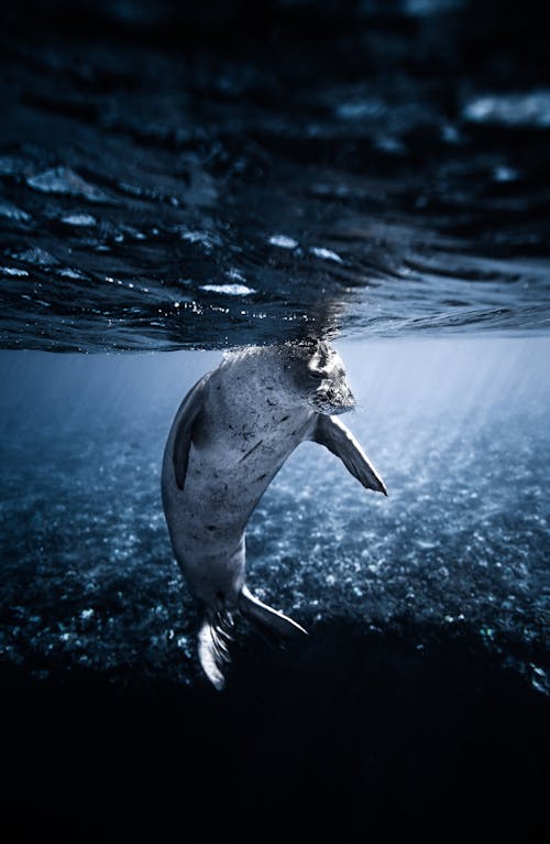 ฟรี คลังภาพถ่ายฟรี ของ pinniped, การถ่ายภาพสัตว์, การถ่ายภาพใต้น้ำ คลังภาพถ่าย
