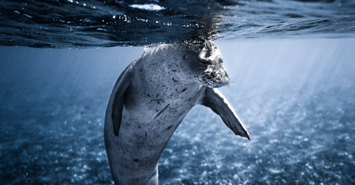 How do you say seal in French the animal