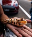 Faceless person showing auger snail in hand