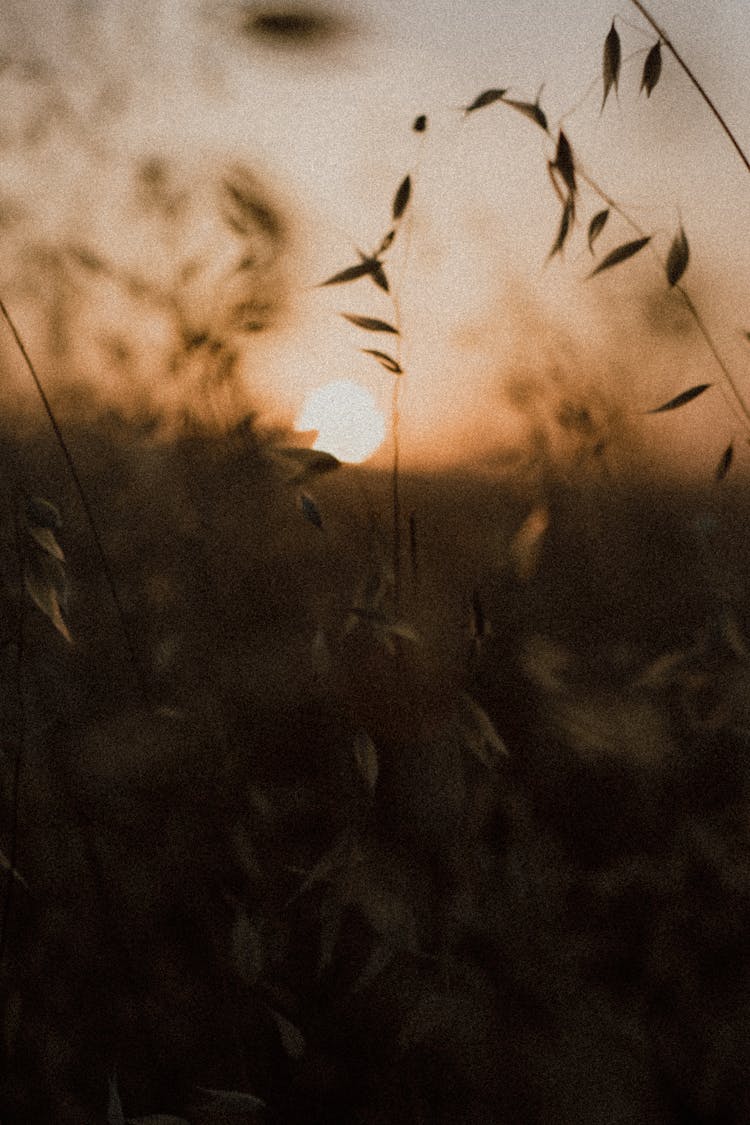 Leafy Plants With Sun Background