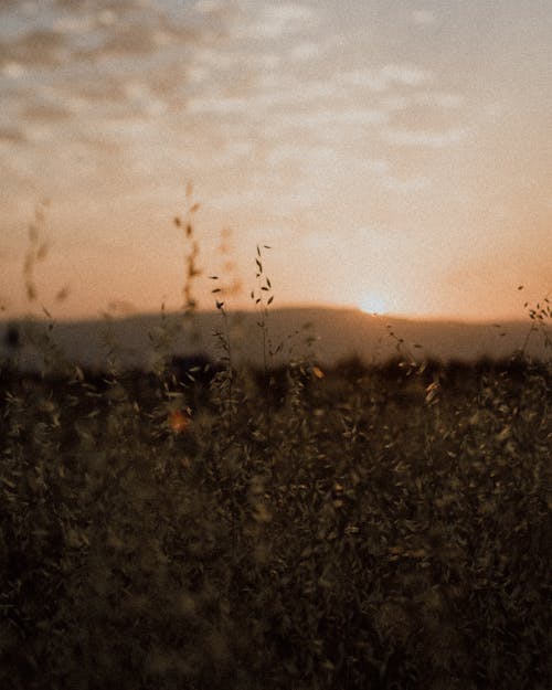 Základová fotografie zdarma na téma hřiště, přilnavá rostlina, rozmazané pozadí