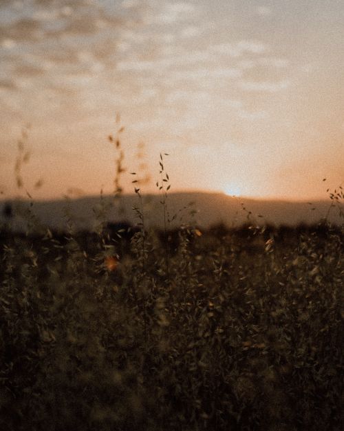 Free A peaceful sunset over a rural field with grass and plants, creating a warm and tranquil atmosphere. Stock Photo