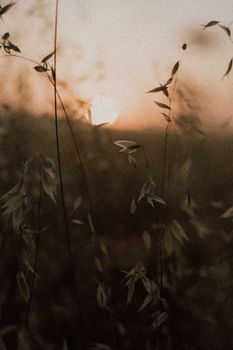 Silhouetted plants against a dramatic sepia sunset, exuding serenity and warmth.
