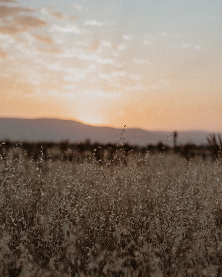 Brown Leafy Plants On Brown Field