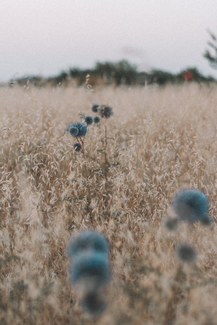 Blue Round Flowers On Brown Grass Field