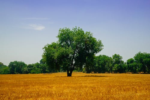 Kostenlos Grüne Bäume Auf Dem Feld Stock-Foto