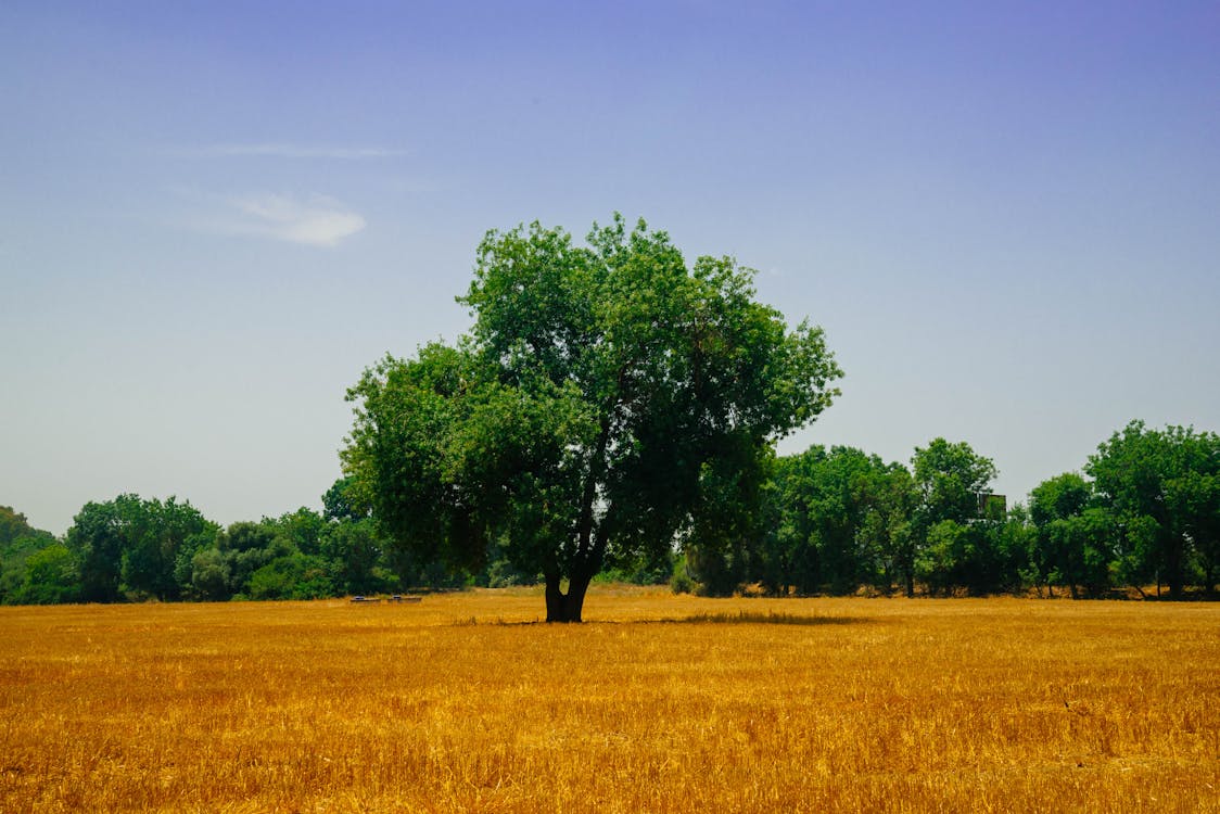 Green Trees on Field