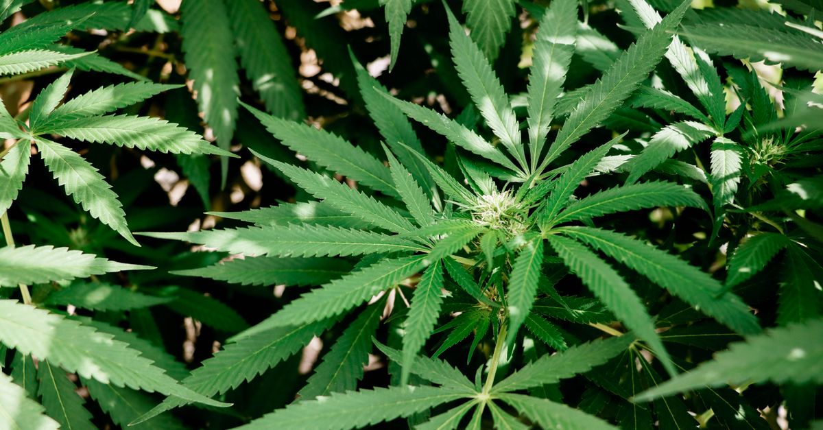 Les fleurs CBD pur : Comment maximiser leur effet ?