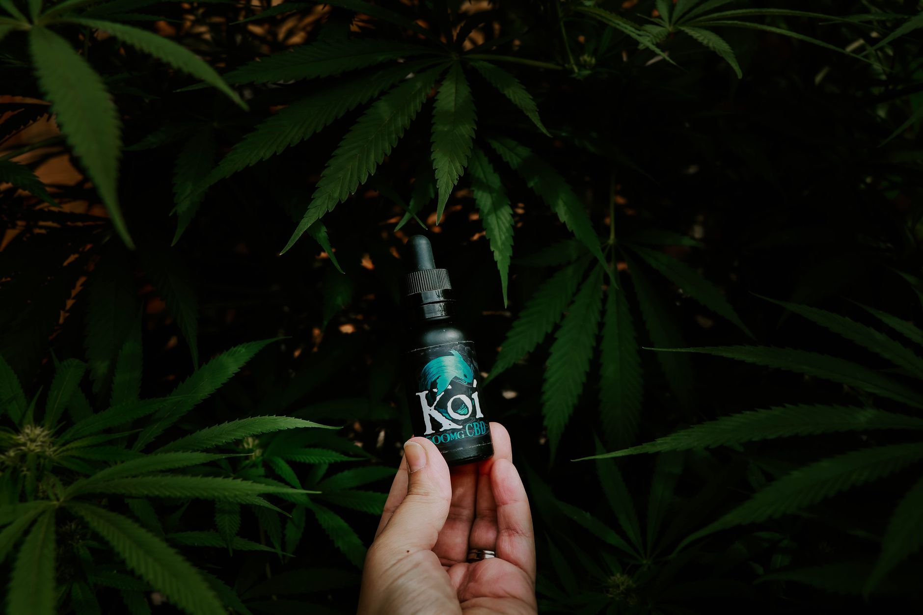 CBD and Your Immune System: What the Science Says