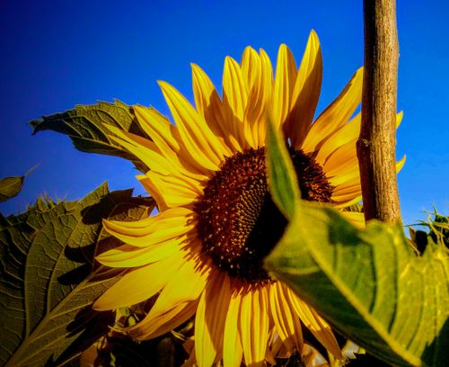 Free stock photo of beautiful flowers, nature, sunflower Stock Photo