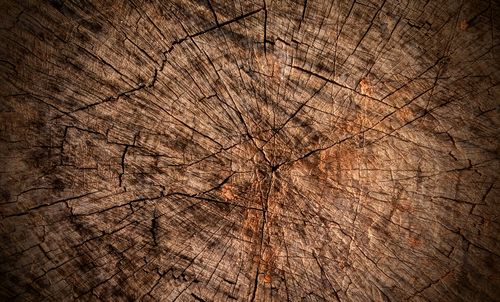 Free stock photo of dead tree, nature Stock Photo