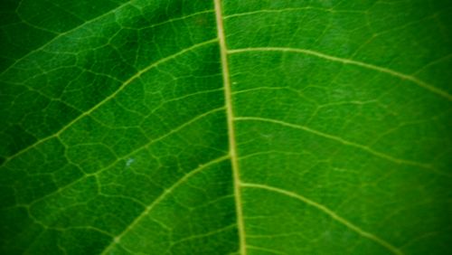 Free stock photo of green leaf, nature Stock Photo
