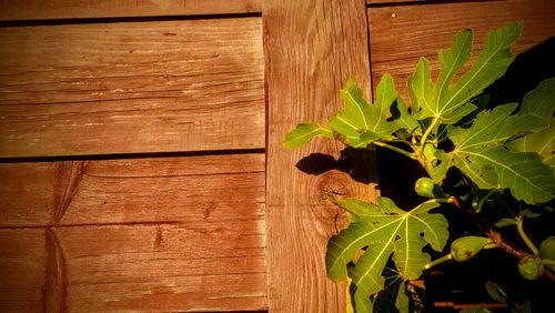 Free stock photo of nature, tree branch Stock Photo