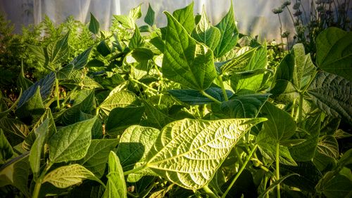 Free stock photo of garden, green leaves, nature Stock Photo