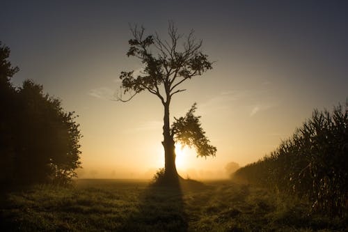 Foto stok gratis alam, backlit, bayangan hitam