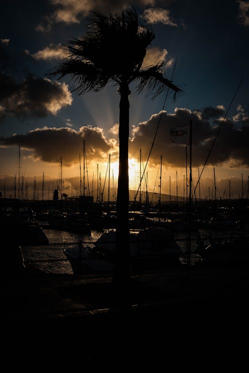 Gratis arkivbilde med lanzarote, palmer, solnedgang