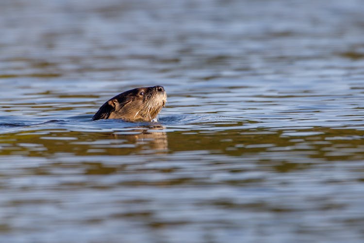 A River Otter Swimming In The Water