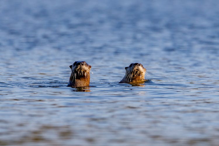 Two Otters In River