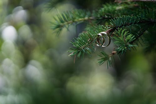 Fotos de stock gratuitas de anillos, anillos de boda, árbol