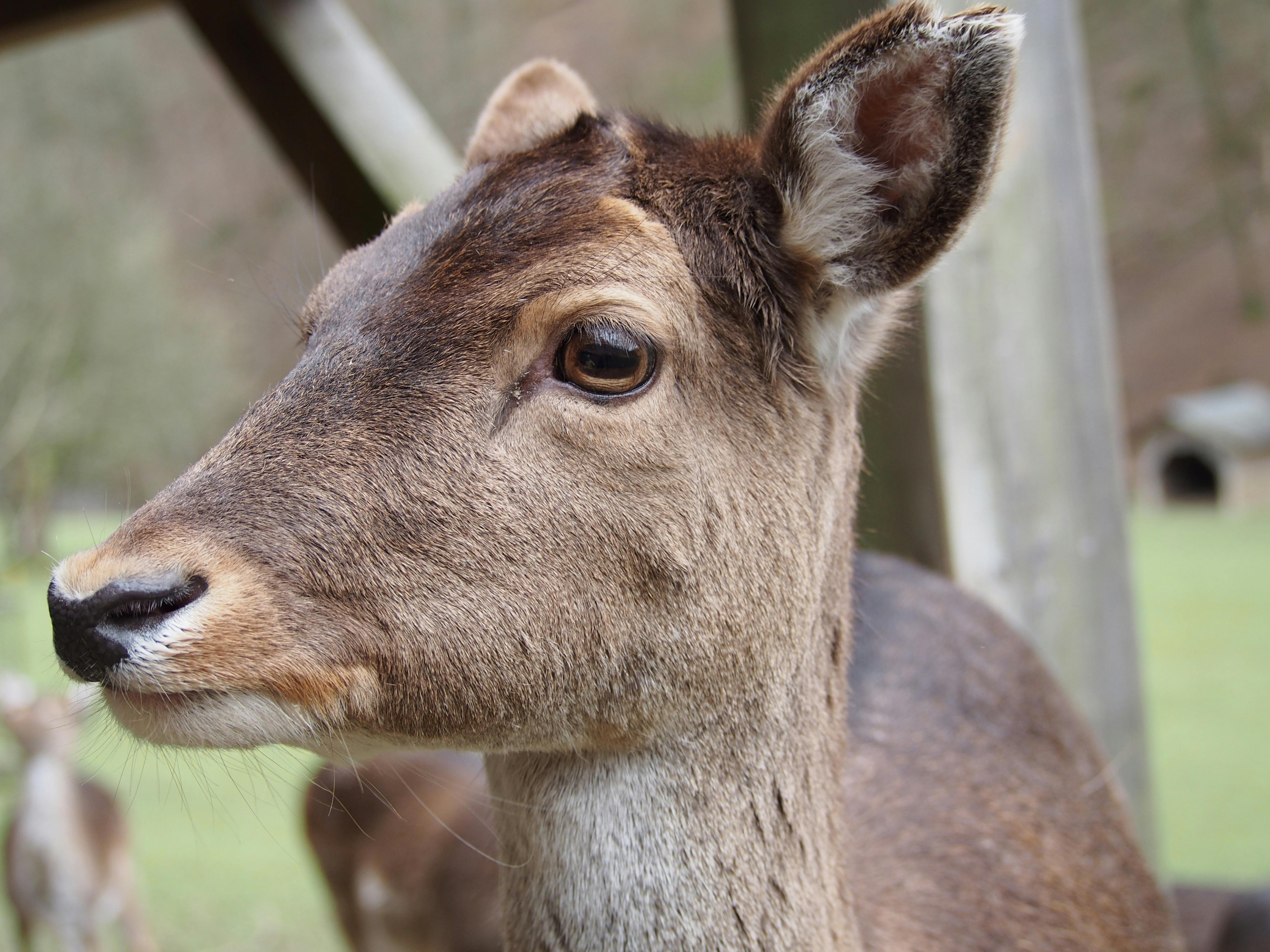 a brown deer in close up photography