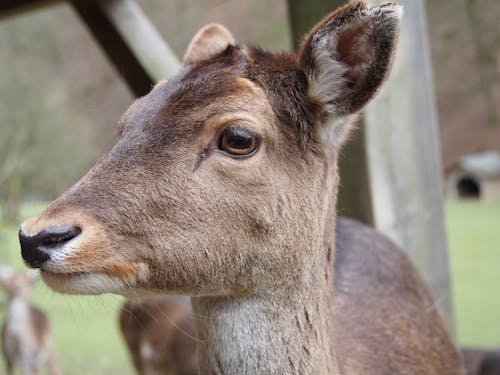 Imagine de stoc gratuită din a închide, adorabil, animal