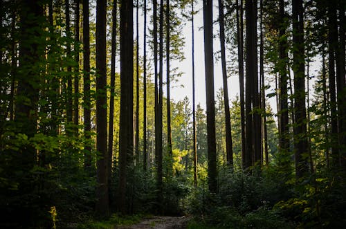 Gratuit Imagine de stoc gratuită din arbori, arbori veșnic verzi, codru Fotografie de stoc