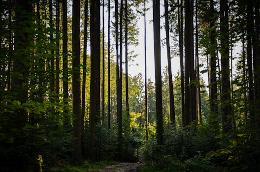 Serene forest path surrounded by tall coniferous trees in Munich. Perfect for nature lovers.