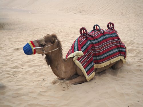 A Camel with Mouth Cover and Bedouin Saddle Lying on Sand