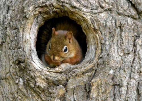 Free Close-Up Shot of a Red Squirrel on a Tree Stock Photo