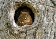 Close-Up Shot of a Red Squirrel on a Tree