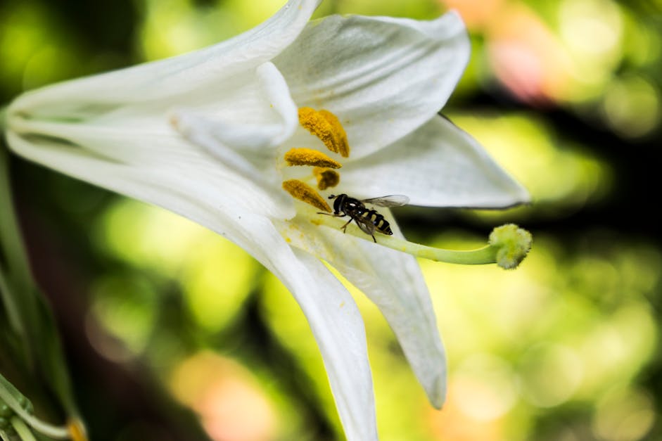 Free stock photo of bee, flower, lily