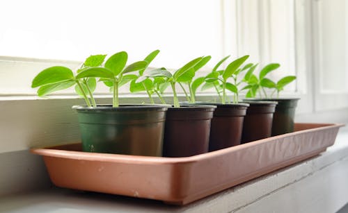 Potted Green Plants on Window Sill