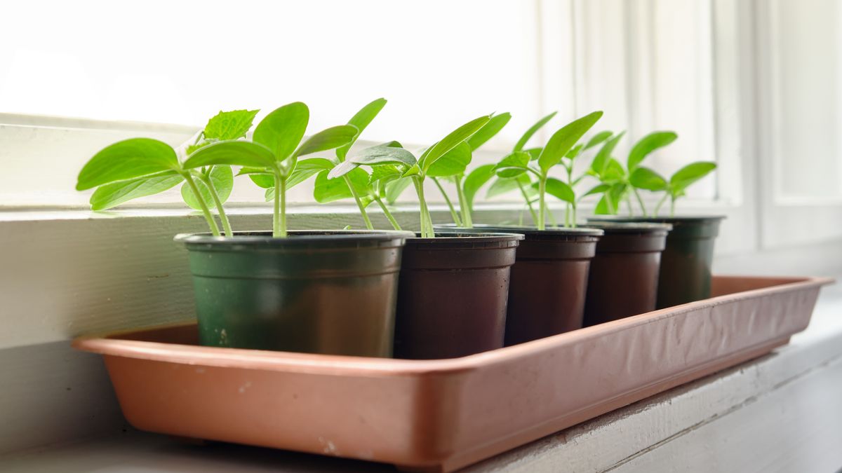 Comment réussir ses semis de légumes dautomne en intérieur - illustration