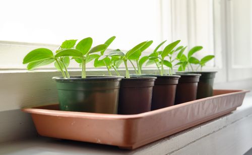 Free Cucumber seedlings growing in pots on a sunlit windowsill, showcasing organic gardening indoors. Stock Photo