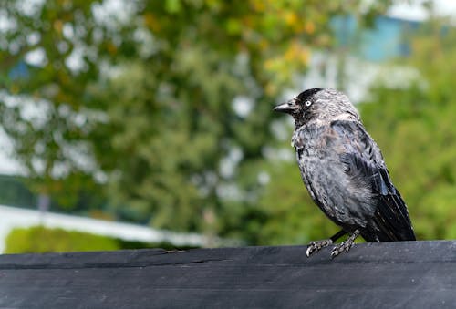 Black Bird on Wooden Fence