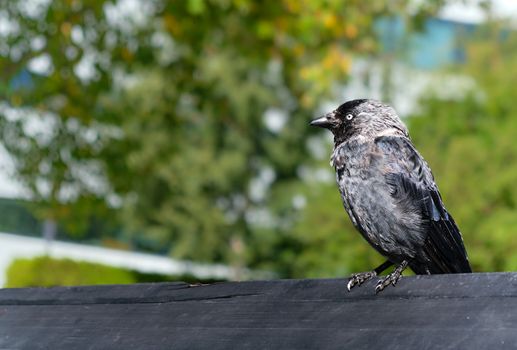 crow photo