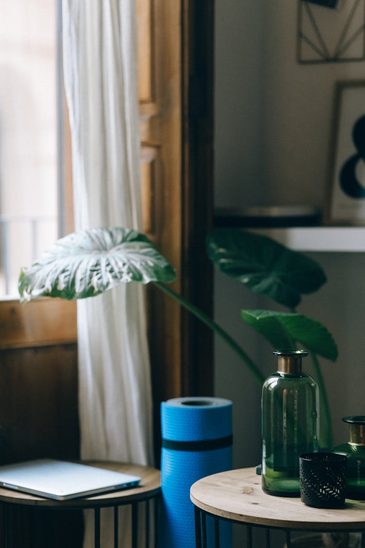 Monstera Plant Inside The House