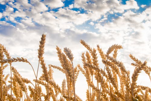 Free stock photo of agriculture, background, bright