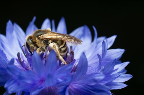 Free stock photo of apis, background, bee
