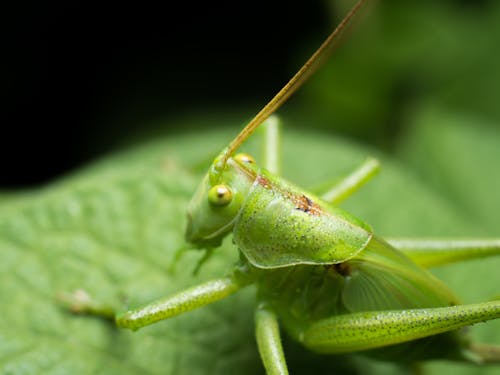 Δωρεάν στοκ φωτογραφιών με background, macro, ακρίδα