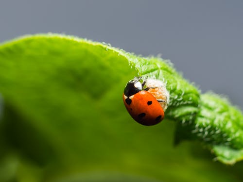 Δωρεάν στοκ φωτογραφιών με beetle, coccinela.dll, dinocampo.dll