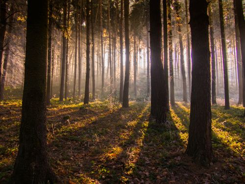 Free Sunrays filtering through a misty forest at sunrise, illuminating the trees and ground. Stock Photo