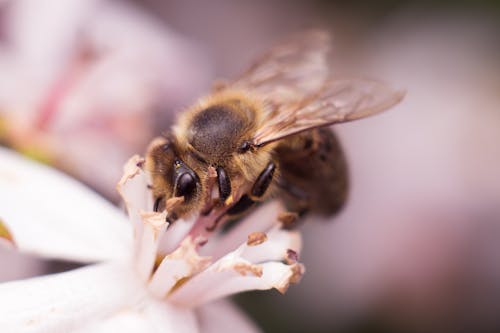 Free stock photo of animal, background, beauty