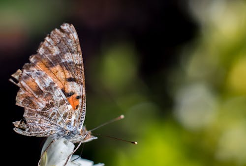 Δωρεάν στοκ φωτογραφιών με background, macro, αγνότητα