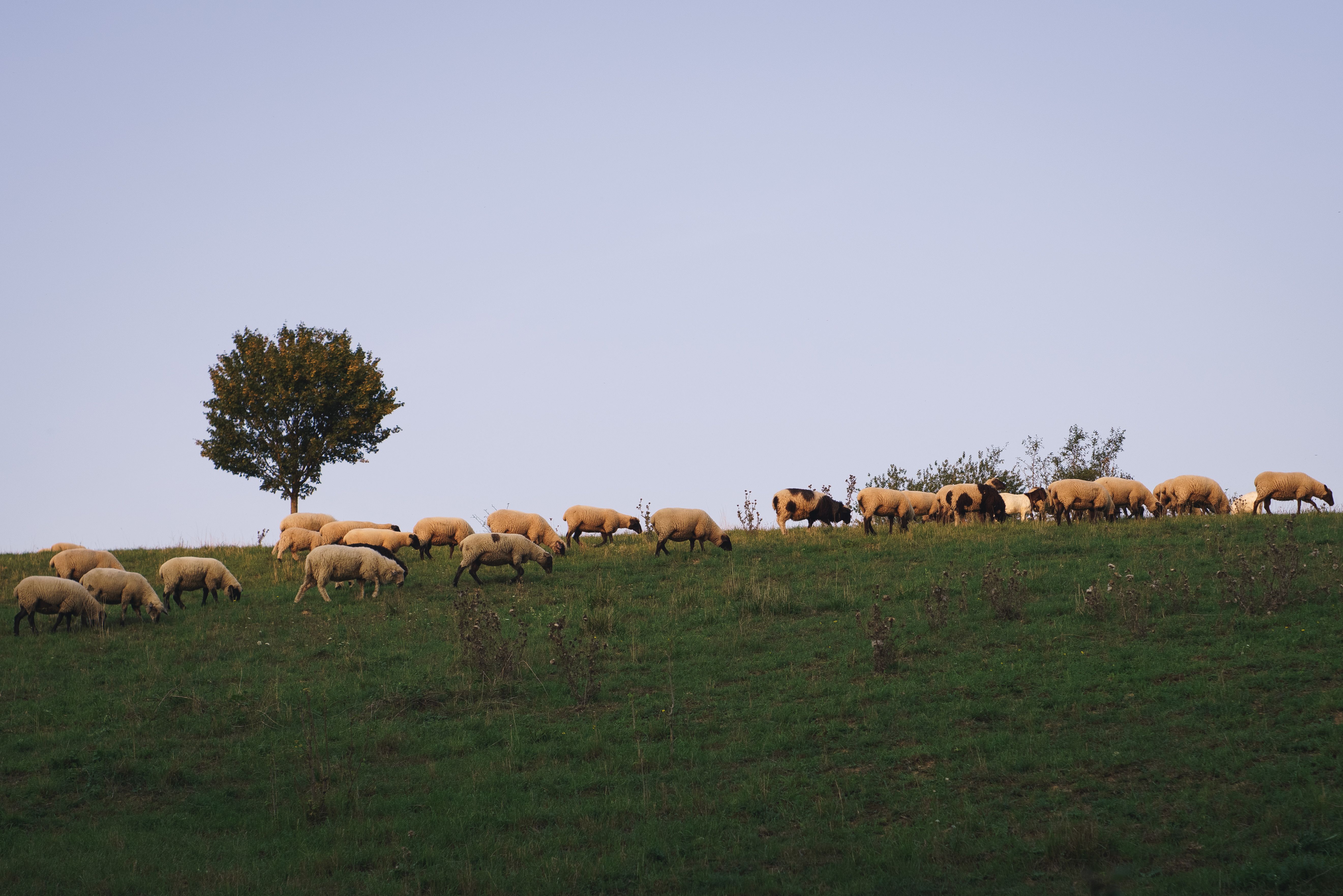 Flock of Sheep Grazing on a Pasture · Free Stock Photo
