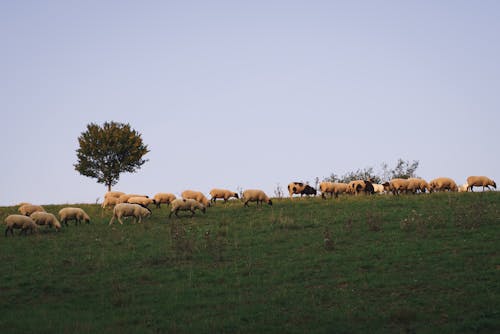 Free Flock of Sheep Grazing on a Pasture Stock Photo
